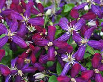 Clématite de vigne 'Sweet Summer Love' - Fleurs rouge-violet très parfumées - Clématite - Vivace - Attire les oiseaux et les pollinisateurs