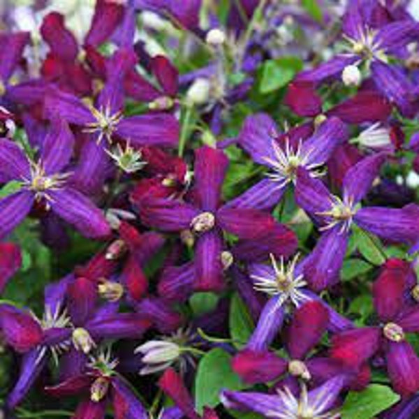 Vine Clematis ‘Sweet Summer Love’ - Very Fragrant Red-Purple flowers  - Clematis - Perennial  - Attracts Birds and Pollinators