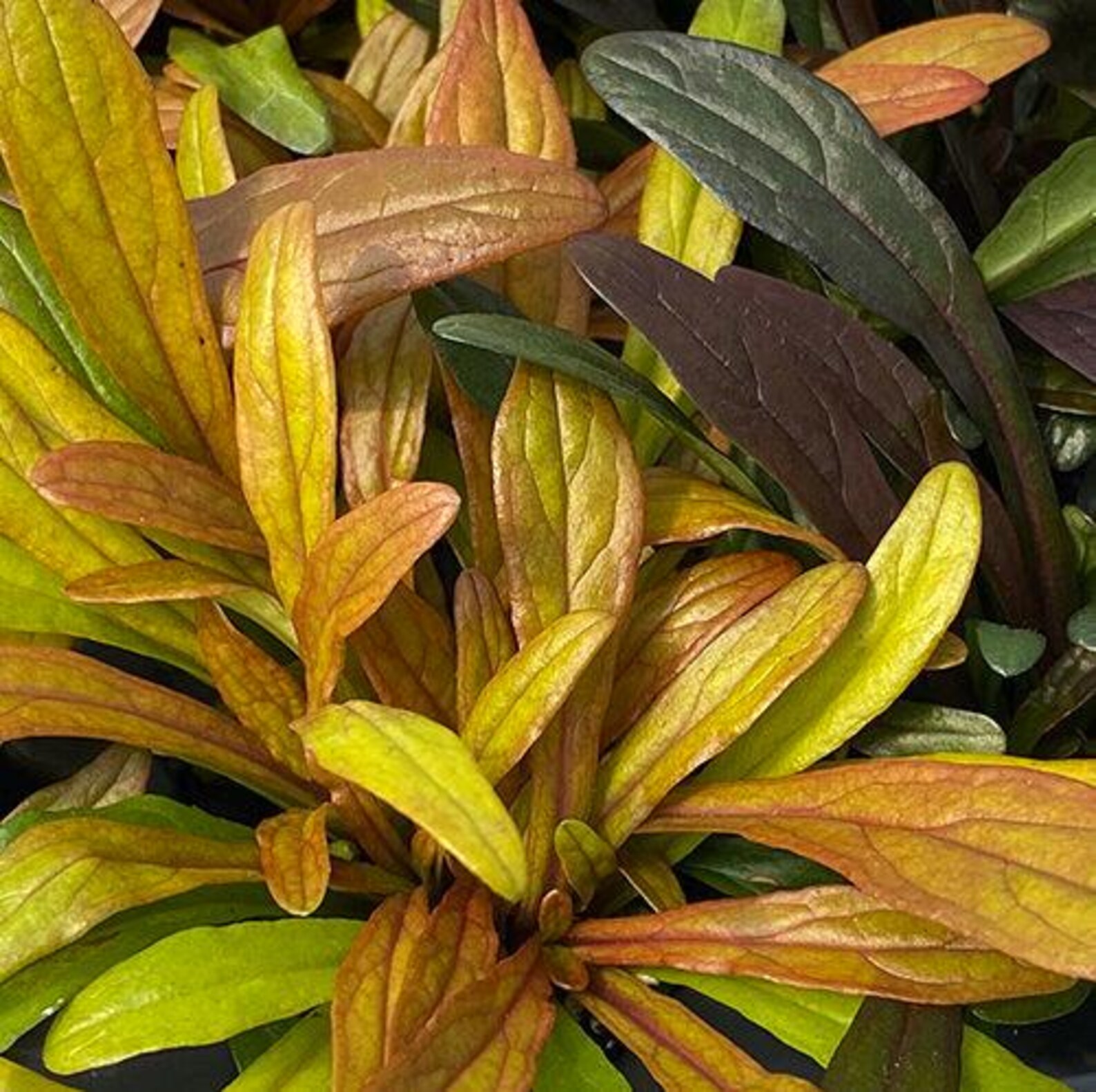 Bugleweed ‘fancy Finch’ Deep Blue Flowers Over Low Evergreen Tricolor