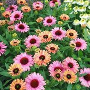 Pode incluir: Um canteiro de flores vibrante com echinaceas. As flores exibem tons de rosa, laranja e amarelo, com centros marrons escuros. Folhagem verde exuberante envolve as flores, criando uma cena animada e natural.