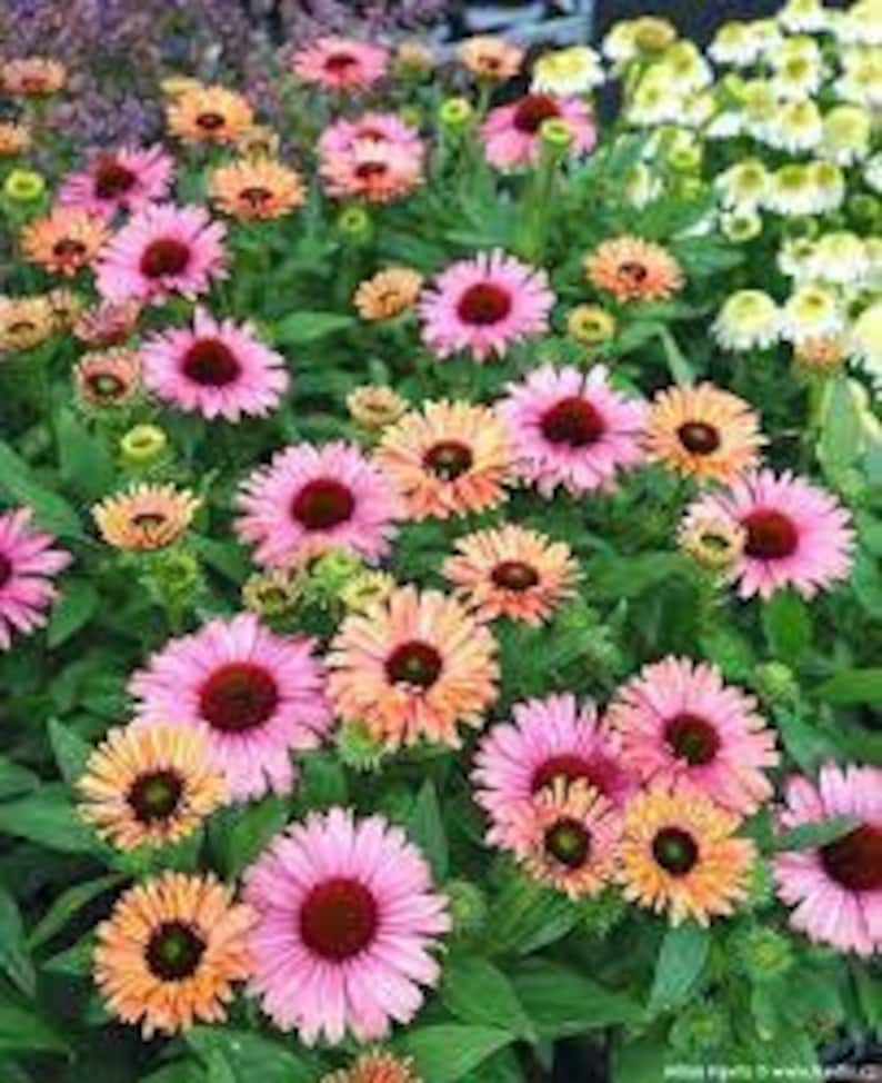 Pode incluir: Um canteiro de flores vibrante com echinaceas. As flores exibem tons de rosa, laranja e amarelo, com centros marrons escuros. Folhagem verde exuberante envolve as flores, criando uma cena animada e natural.