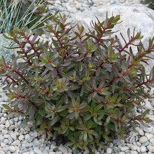 May include: A close-up of a small, green bush with red stems growing in a bed of gray gravel.