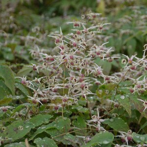 Plant Barrenwort ‘Domino’ numerous unique sprays of airy White Flowers with Pink Centers - deer & rabbit  Proof - Attracts pollinators