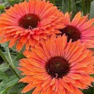 Pode incluir: Close-up de tr&ecirc;s vibrantes equin&aacute;ceas laranja e rosa com centros castanhos escuros. As p&eacute;talas s&atilde;o em camadas e detalhadas, com folhagem verde ao fundo. As flores est&atilde;o em plena flora&ccedil;&atilde;o, mostrando seu design intrincado.
