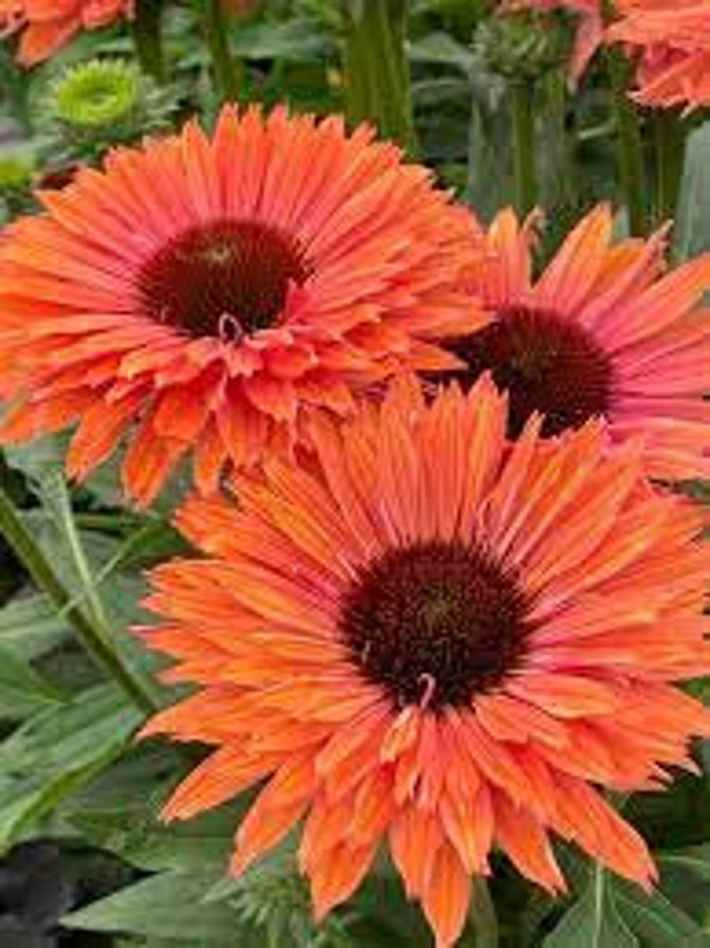 Pode incluir: Close-up de tr&ecirc;s vibrantes equin&aacute;ceas laranja e rosa com centros castanhos escuros. As p&eacute;talas s&atilde;o em camadas e detalhadas, com folhagem verde ao fundo. As flores est&atilde;o em plena flora&ccedil;&atilde;o, mostrando seu design intrincado.