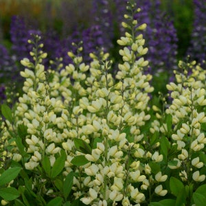 False Indigo ‘Vanilla Cream’-Compact Pastel yellow buds open creamy Flowers-Baptisia Perennial - Deer & Rabbit  Proof - attract pollinators