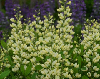 False Indigo ‘Vanilla Cream’-Compact Pastel yellow buds open creamy Flowers-Baptisia Perennial - Deer & Rabbit  Proof - attract pollinators