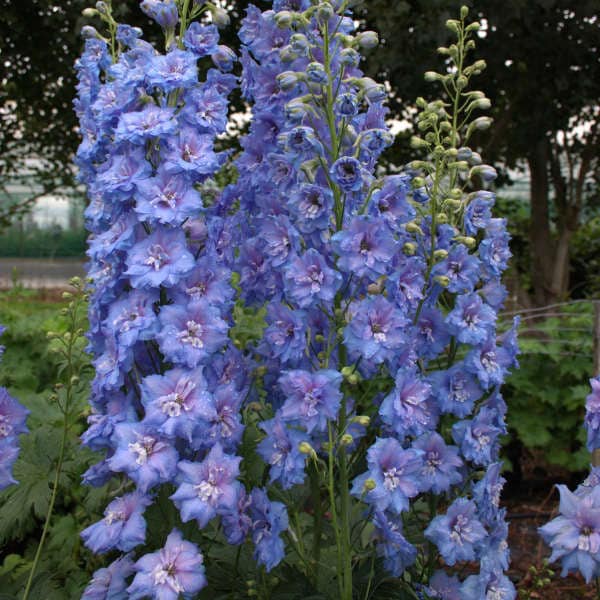 Delphinium ‘Blue Lace’-  true sky blue flowers with a touch of lavender pink -Delphinium Perennial - Flower Arrangements and Bouquets