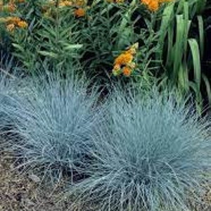 Puede incluir: Un grupo de hierba de festuca azul con hojas largas y delgadas. La hierba est&aacute; creciendo en un jard&iacute;n con otras plantas en el fondo.