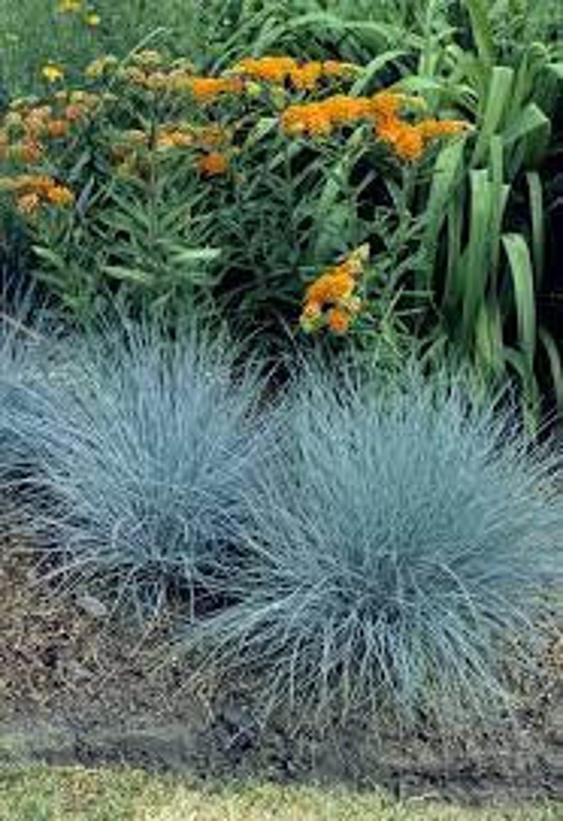 Puede incluir: Un grupo de hierba de festuca azul con hojas largas y delgadas. La hierba est&aacute; creciendo en un jard&iacute;n con otras plantas en el fondo.