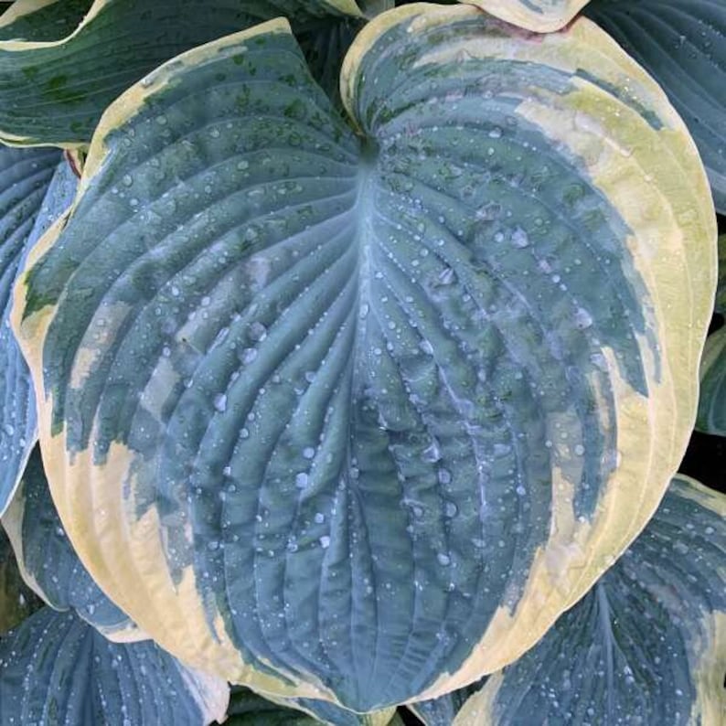 Hosta 'gigantosaurus' Giant Blue Leaves With Variegated Creamy White ...