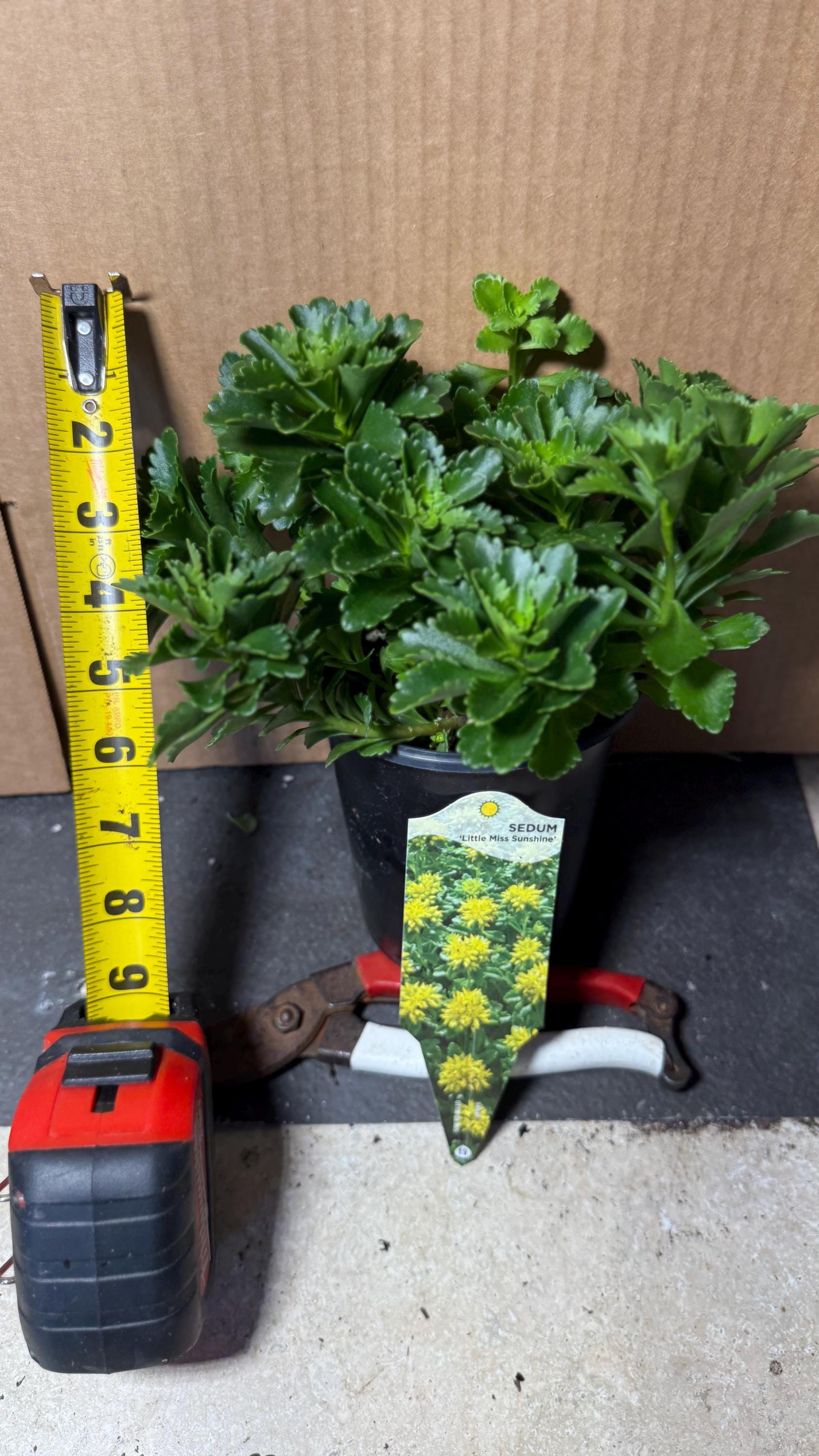 Compra semillas de Stonecrop de Sangre de Dragón - Cubresuelo perenne de  bajo mantenimiento y siempre verde, image size:1687x3000