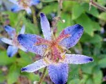 Toad Lily ‘Seiryu’- Fall Blooming creamy-white flowers covered Burgandy-purple speckles Flowers- Tricyrtis Perennial - flower arrangements