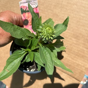 Plant pictured in summer full of buds getting ready to flower growing in a quart size pot 4 1/2 x 5“ tall will continue to bloom all summer with proper care