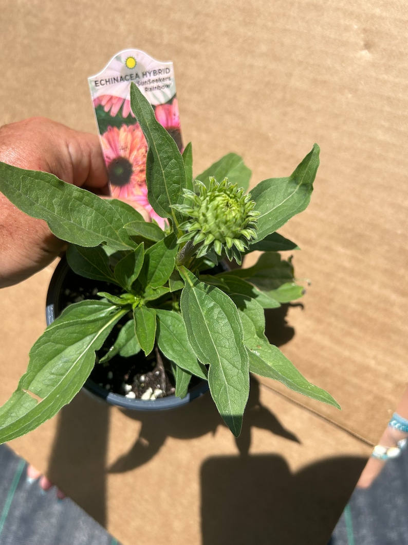 Plant pictured in summer full of buds getting ready to flower growing in a quart size pot 4 1/2 x 5“ tall will continue to bloom all summer with proper care