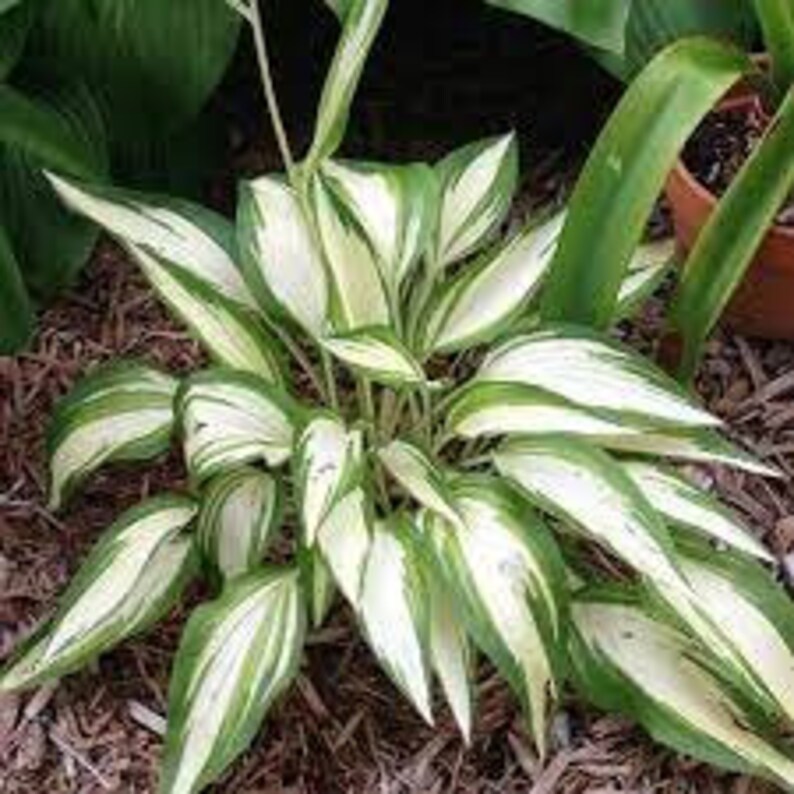 May Hosta Hosta ‘ Cool as a Cucumber’ Incredibly Showy, Deep Green Leaves With ...