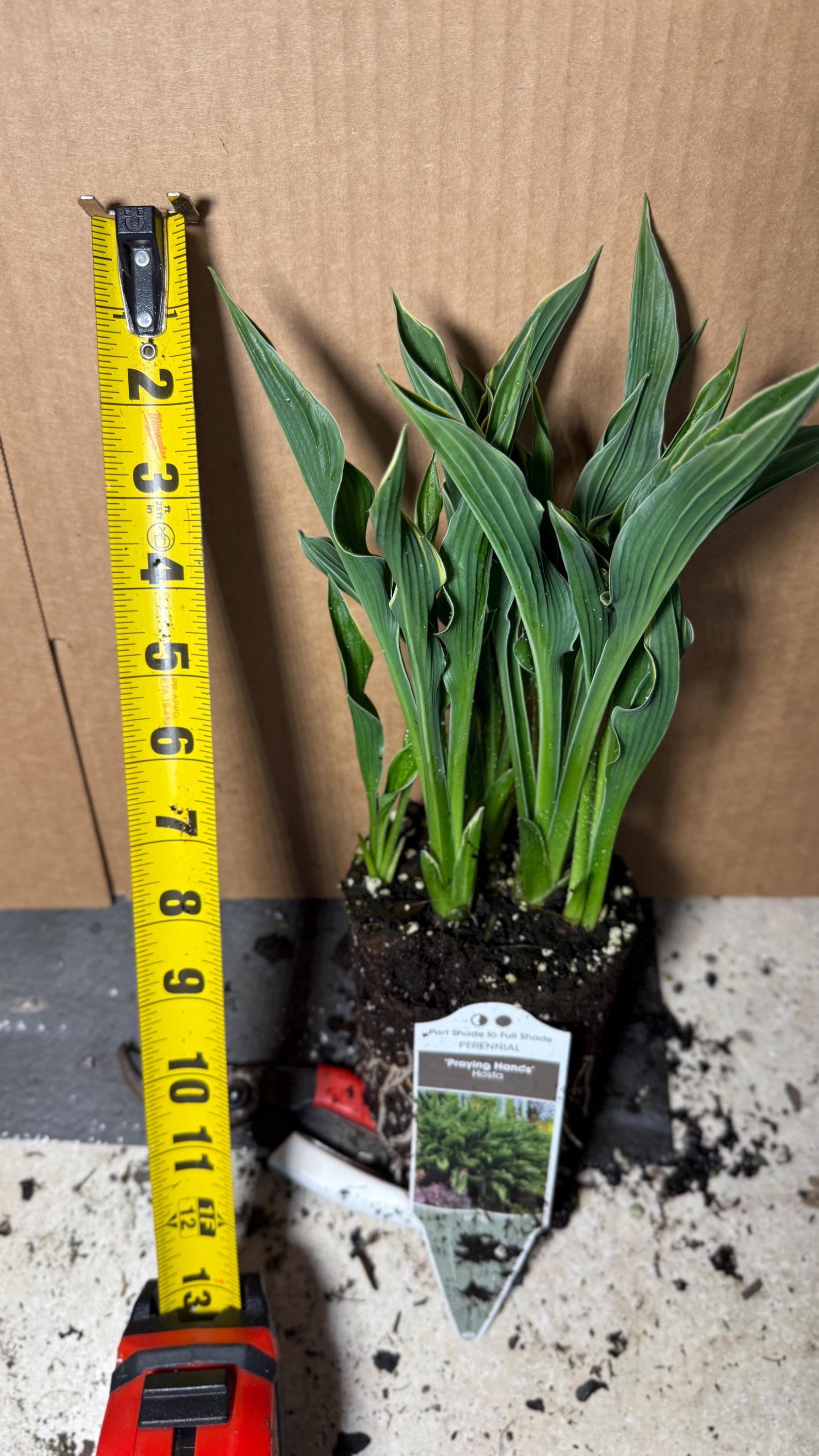 Hosta 'praying Hands' Dark Green Very Upright, Wavy Leaves With Thin  Variegated White Margin Resembles hands Folded- Hosta Perennial Plant -  Etsy