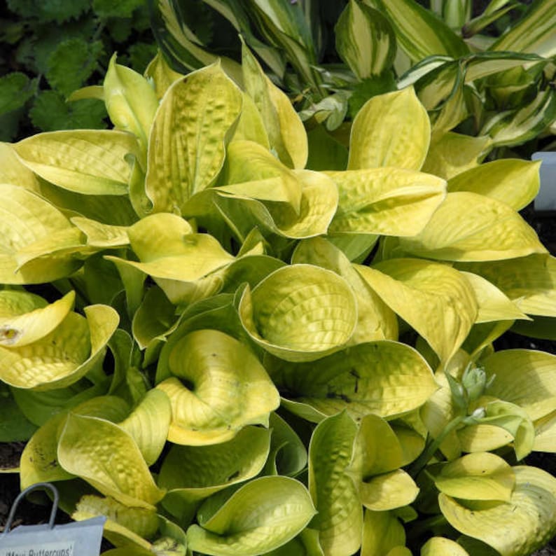 MrPerennial Hosta Maui Buttercups