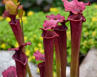 Pitcher Plant ‘Conversation Piece -lime green pitchers, red hoods with dark veining- Sarracenia Perennial -Flower arrangements