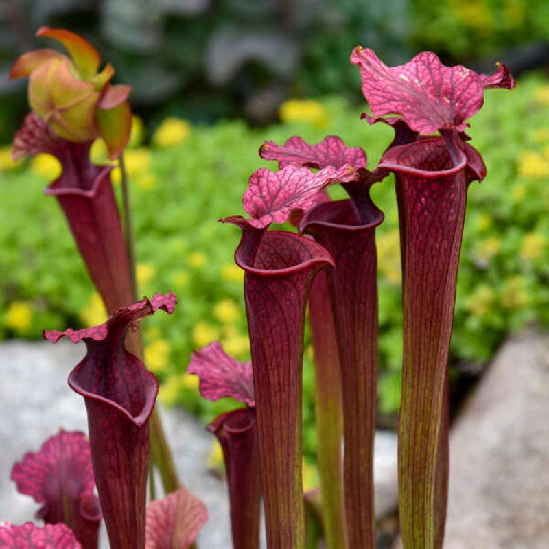 Pitcher Plant
