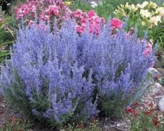 May include: A large bush of blue-grey Russian sage flowers in bloom. The flowers are arranged in clusters along the stems, creating a dense, feathery effect. The plant is growing in a garden setting, with other plants visible in the background.