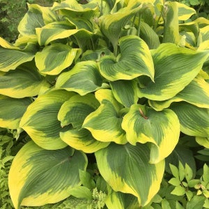 Hosta ‘Atlantis’ - Giant Sun Loving Variegated Hosta - Perennial