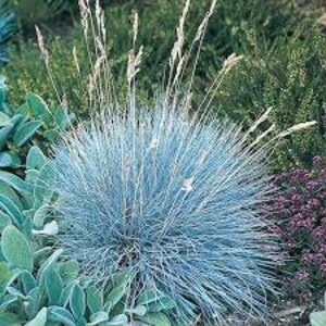 Puede incluir: Un grupo de hierba de festuca azul con hojas largas y delgadas. La hierba est&aacute; creciendo en un jard&iacute;n.