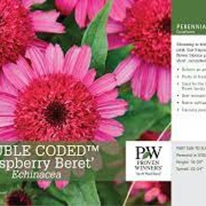 Coneflower ‘raspberry Beret’ - Double Raspberry Pink Flowers ...