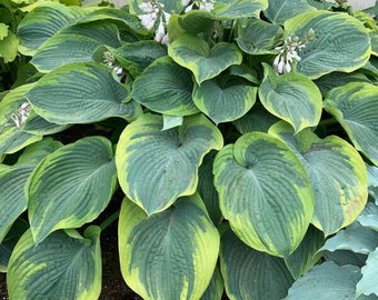 Hosta ‘Terms of Endearment’ Giant, huge Deep Blue-Green leaves with variegated creamy+yellow margins- Hosta Perennial Plant-Shade Garden