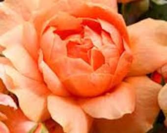 Rose Bush 'At Last'- Very fragrant Coral Sunset Orange flowers - Rosa English Hybrid Perennial - Shrub- flower, arrangements and bouquets