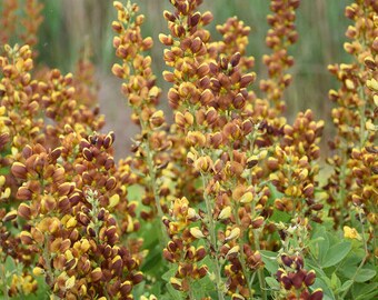 False Indigo ‘Honey Roasted’ - Bicolor Maroon-Red and Yellow flowers  - Baptisia Perennial - Deer & Rabbit  Proof - attract pollinators