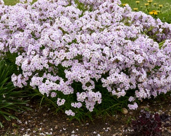 Phlox ‘Opening Act ‘Pink-a-Dot' Fragrant White Flowers with Dark Pink Eye & Re-Blooms -Phlox Perennial Plant-Attracts Birds and Pollinators