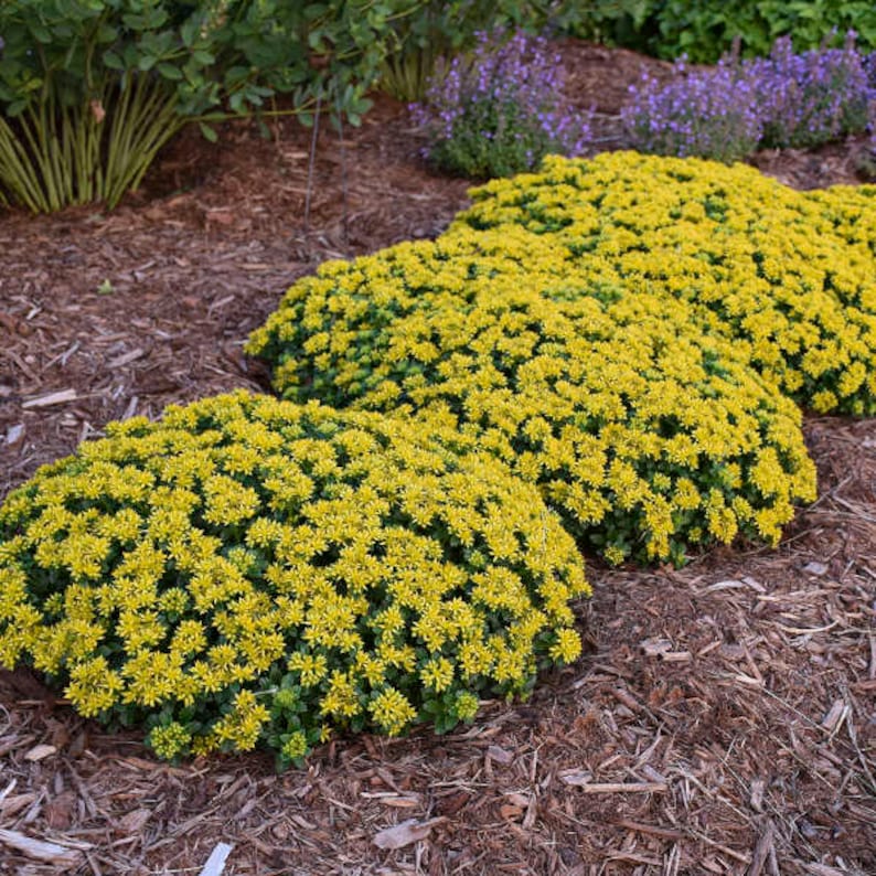 MrPerennial Stonecrop Little Miss Sunshine - Thumbnail 3