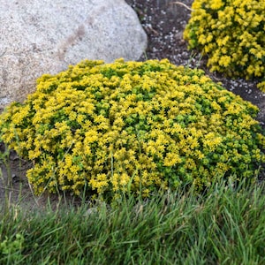 Stonecrop ‘Little Miss Sunshine’ -Evergreen Yellow Flowers - Sedum Perennial -Succulent - Deer and Rabbit Proof