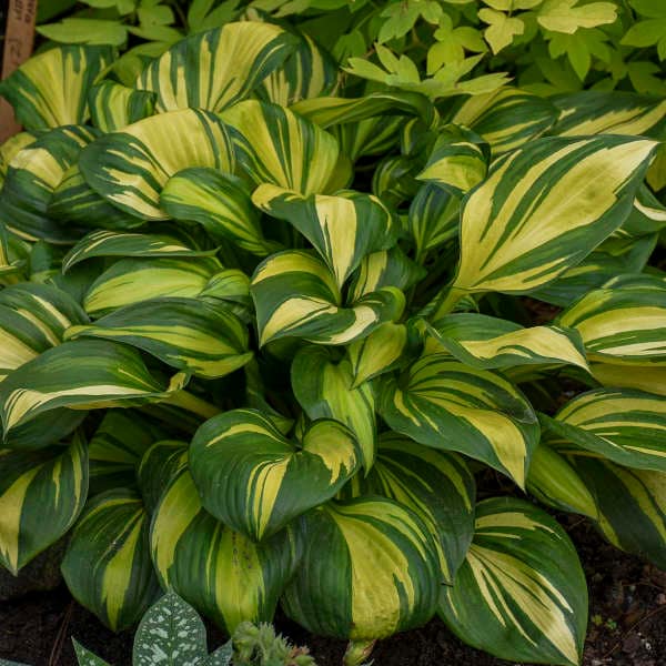 Hosta Razor's Edge Hosta 'rainbow's End' Dark Green Leaves Variegated With Multicolors of ...