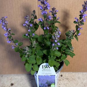 Pictured in the spring blooming growing in a quart size pot 4 1/2 inches wide by 5 inches tall will continue to bloom all summer with proper care