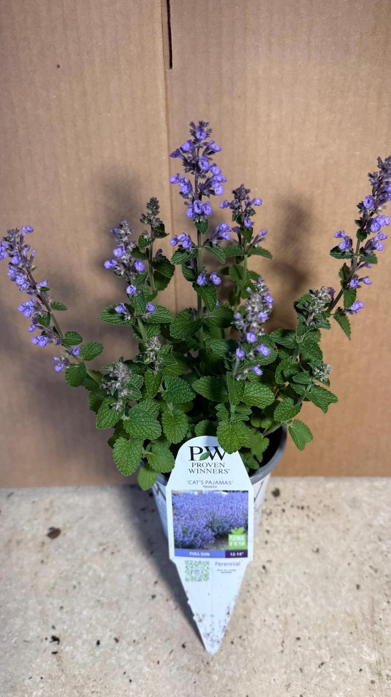 Pictured in the spring blooming growing in a quart size pot 4 1/2 inches wide by 5 inches tall will continue to bloom all summer with proper care