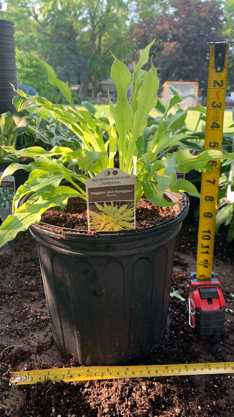 MrPerennial Hosta Wiggles and Squiggles - Thumbnail 2