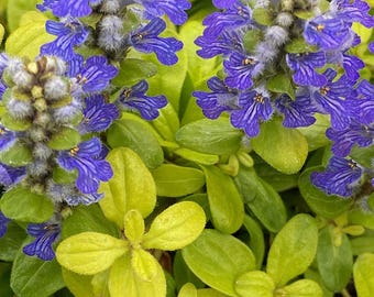 以下が含まれることがあります： 青と紫の花が緑と黄色の葉の中に咲いている様子のクローズアップ。花は縞模様で、満開です。