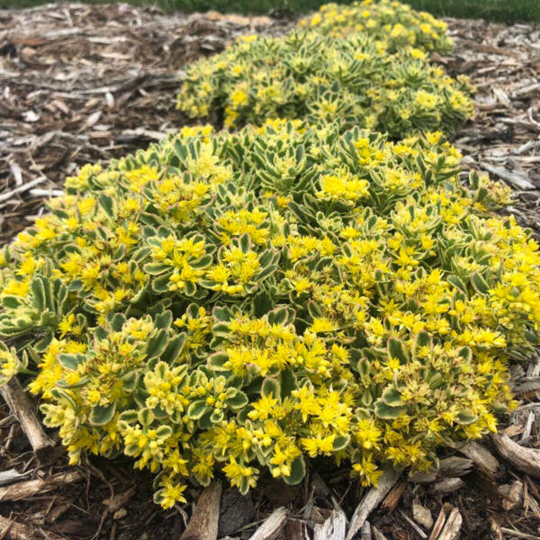 Stonecrop boogie Woogie Variegated Evergreen Yellow Flowers Sedum