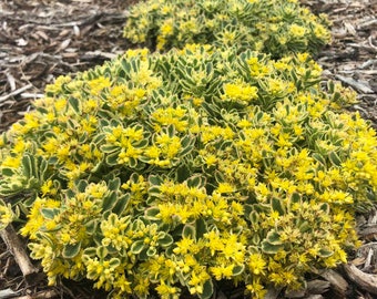 Stonecrop ‘Boogie Woogie’ - Variegated Evergreen Yellow Flowers - Sedum Perennial Succulent - Deer and Rabbit Proof- attracts pollinators