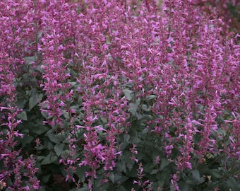 3 Agastache Royal Raspberry Anise Hyssop Perennial Plant Hummingbird ...
