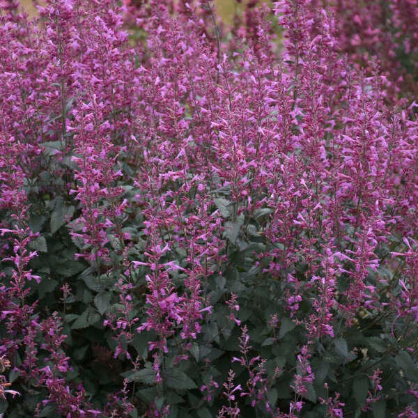 Anise  ‘Royal Raspberry' - Rosy Purple flowers - Agastache - Perennial  - Attracts Butterflies and Hummingbirds- Resists Deer and Rabbit