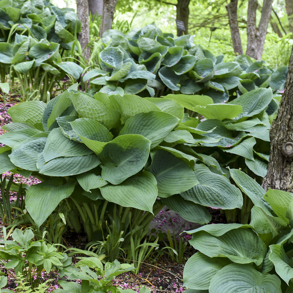 Hosta 'big Daddy' Huge Blue-green Rugose, Puckered Slug Proof Leaves ...