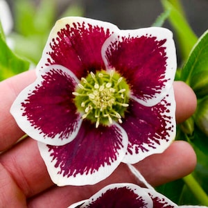 Lenten Rose ‘Romantic Getaway’ -Single White flowers with a Red Center - Helleborus - Evergreen Perennial - Deer and Rabbit Proof