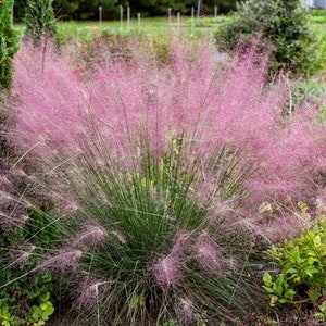 Muhly Grass ‘UNDAUNTED’ -Arching, Thin Green leaves with Huge Rosy-Pink Plumes - Muhlenbergia Perennial Grass - deer and rabbit proof