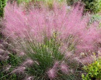Grass Muhly ‘UNDAUNTED’ -Arching, Green leaves with Rosy-Pink Plumes - Muhlenbergia Perennial Grass - deer and rabbit proof