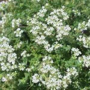 Creeping White Thyme 'Albiflorus' Fragrant Evergreen groundcover with White flowers-Thymus Perennial Plant-Critter Proof-handle foot traffic