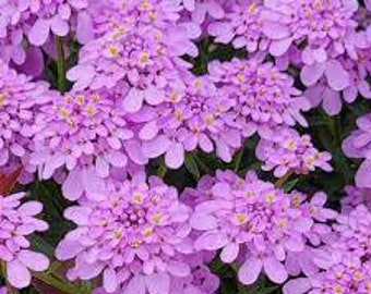 Candytuft ‘Lavender Mermaid' -compact evergreen cushion-like mound of Fragrant Lavender flowers- Iberis Perennial- Flower Arrangements