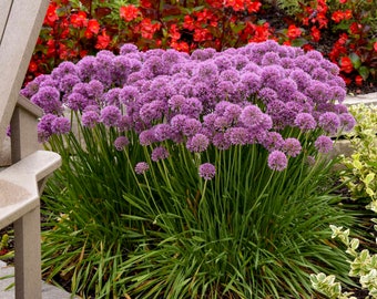 Onion Ornamental-‘Serendipity' - Purple Everblooming Globe Flowers - Allium Perennial Deer and Rabbit Proof -Flower Arrangements